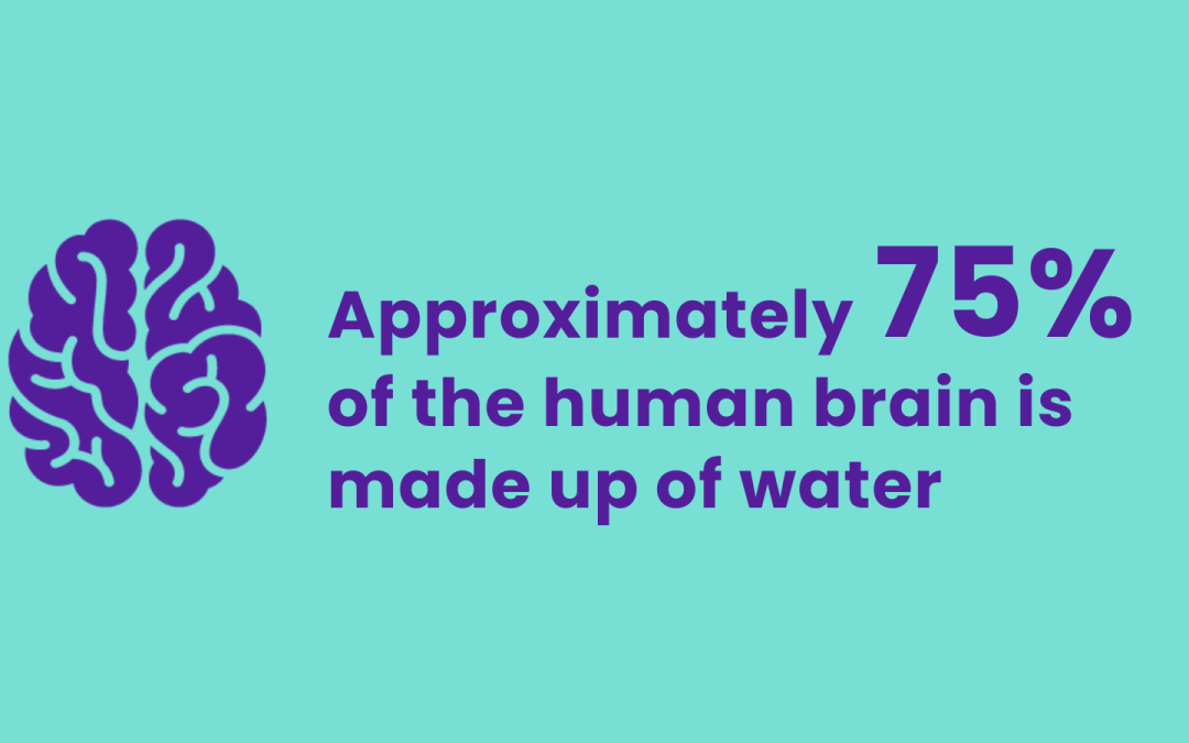 Why hydration is important for healthy brain function